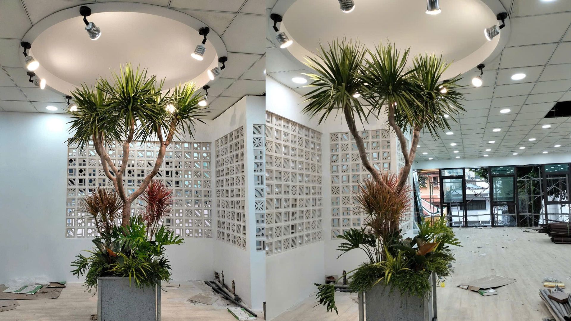 Trồng Cây Phát Tài Núi Trong Nhà Bằng Đèn Quang Hợp